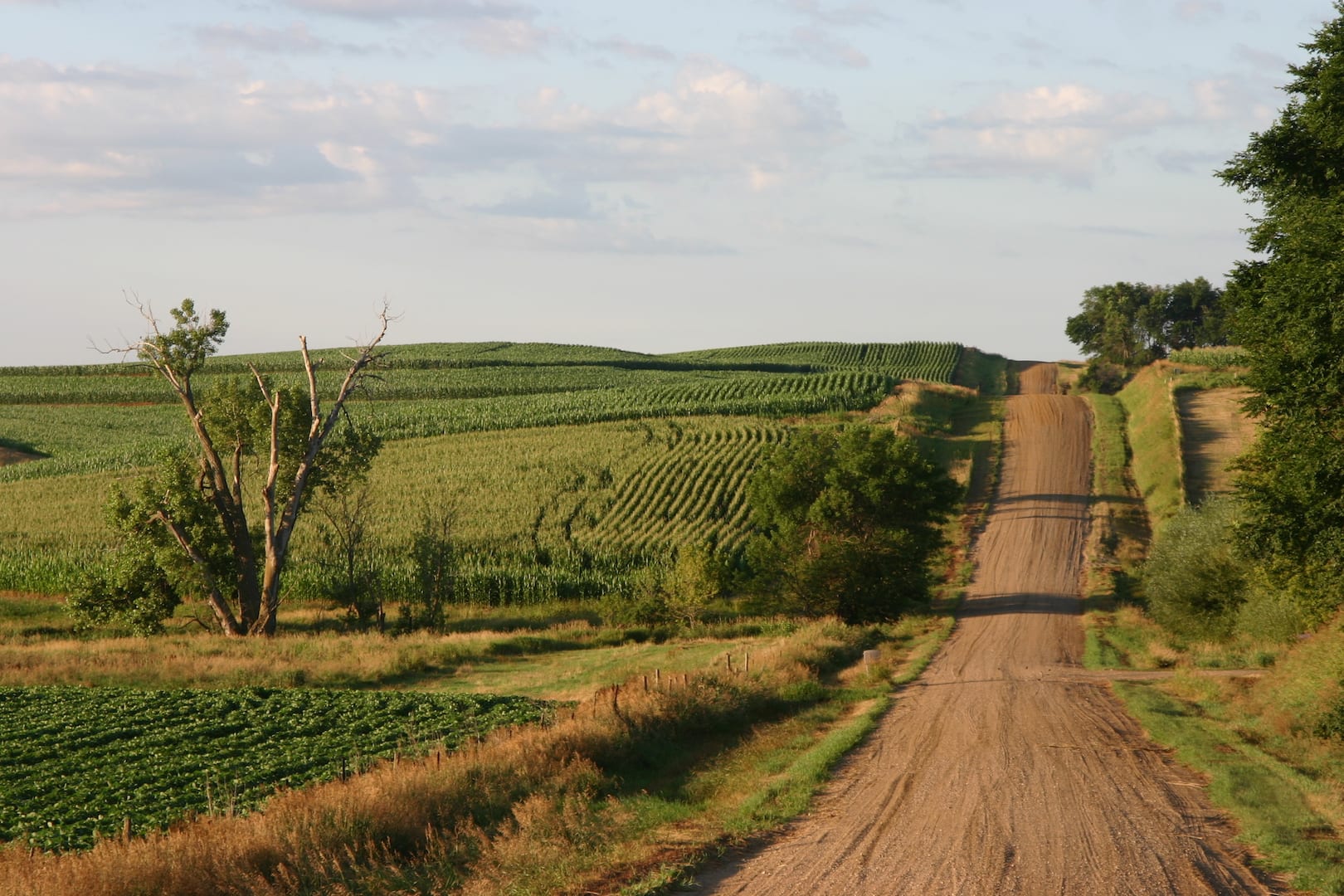 Country Road and Field